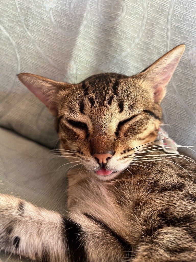 Bleep